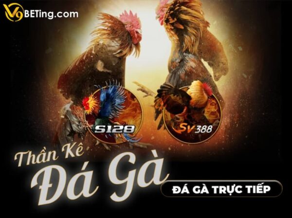 Hướng dẫn xem đá gà Thomo trực tuyến tại V9bet